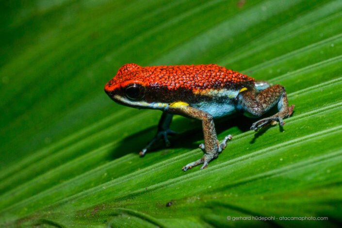 Ecuador poison frog (Ameerega bilinguis), Cuyabeno reserve