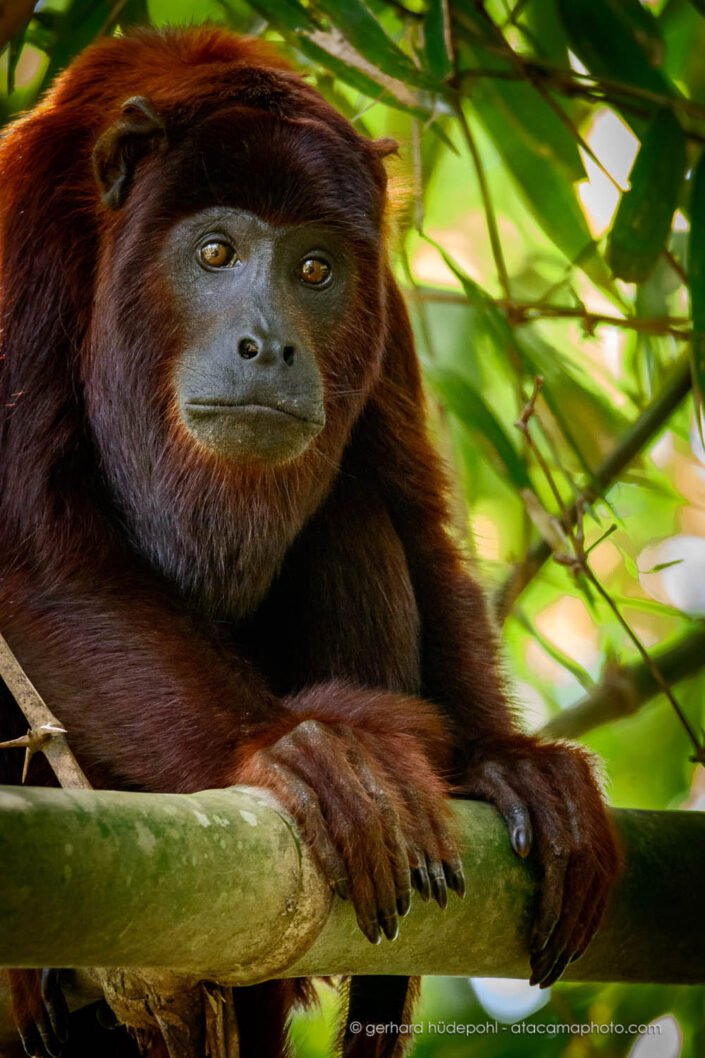 Red howler monkey portrait (Alouatta puruensis), Tambopata reserve Peru