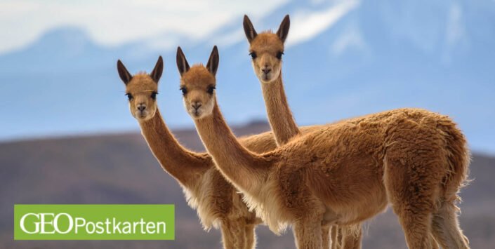 GEO Postkarte XXL Three curious vicunas looking at the camera, Altiplano Chile
