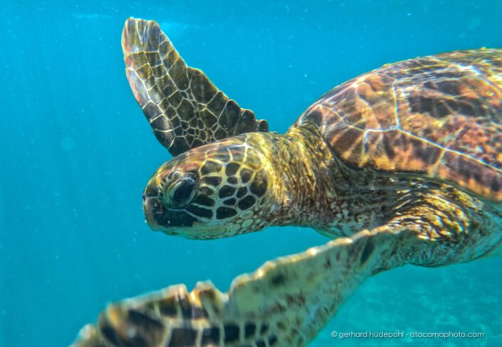 Sea turtle, Galapagos