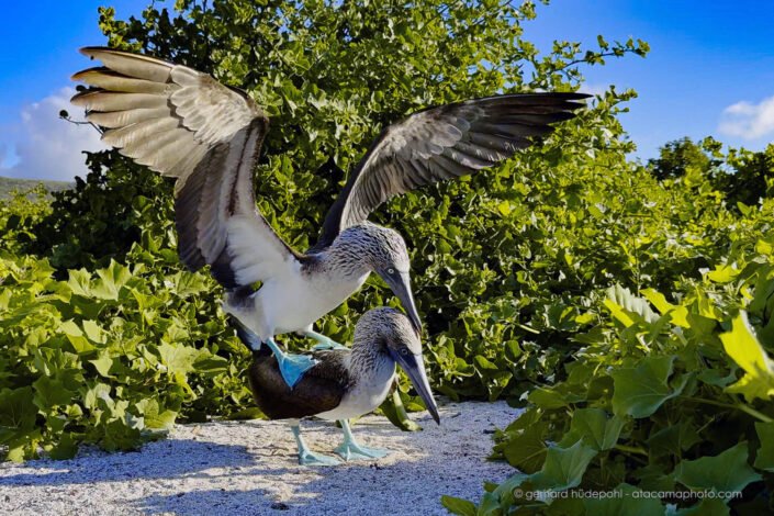 Blue footed boobies mating, San Cristobal Island