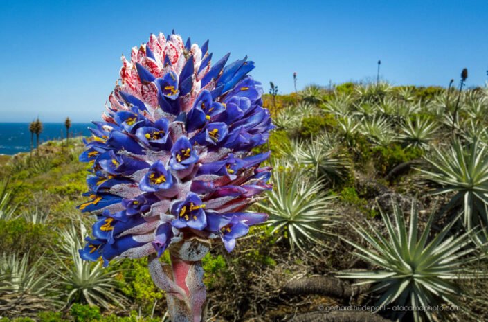 Puya venusta is a rare plant of the Bromeliaceae family. Central Chile