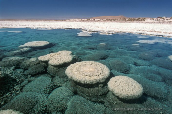 Puquios de Llamara, lagoon with gypsum crystals and stromatolites in Salar de Llamara