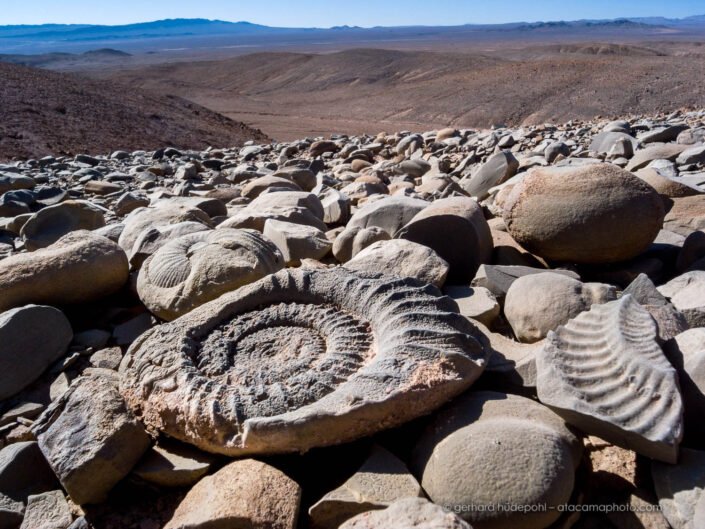 Ammonite fossils in their natural environment of the Atacama desert