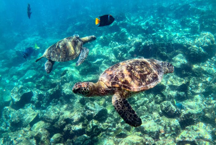 Sea turtles Galapagos