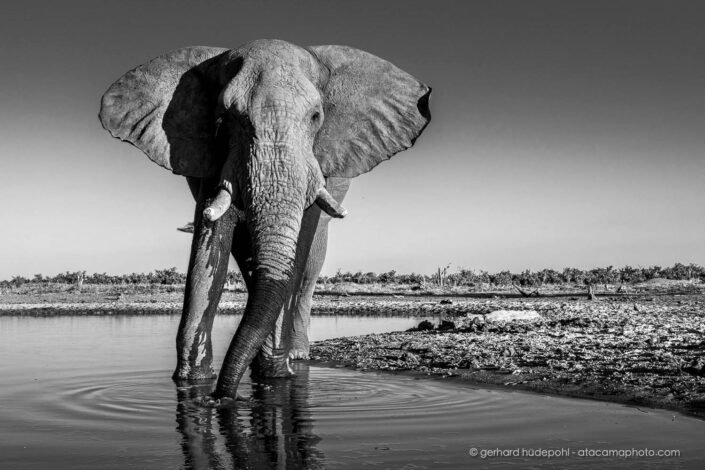 Giant male elephant at a water hole in the Okavango Delta