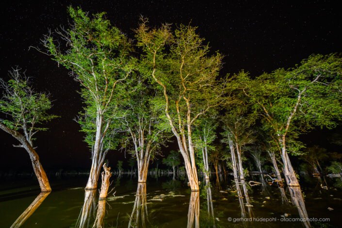 Inundated forest at night, Okavango Delta