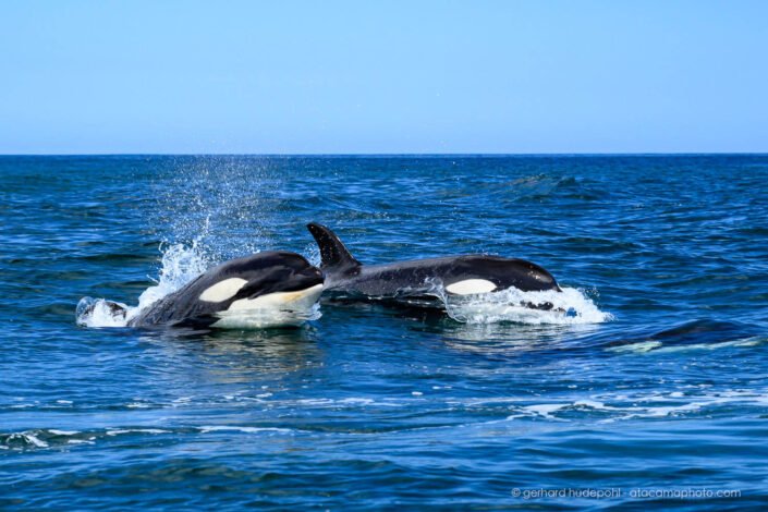 Orcas near Isabela Island, Galapagos