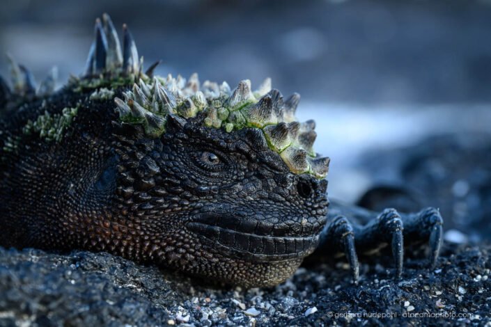 Looks a bit like Godzilla, portrait of a Marine Iguana of Galapagos Islands