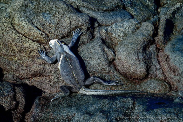 Marine iguana on lava rocks, Fernandina Island Galapagos