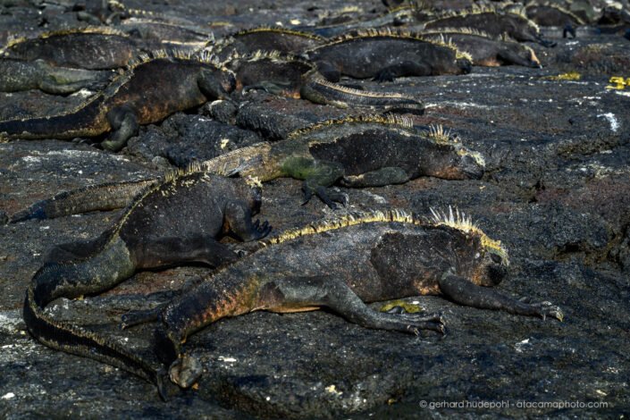 Marine Iguanas are almost invisible on the black lava. Fernandina Island