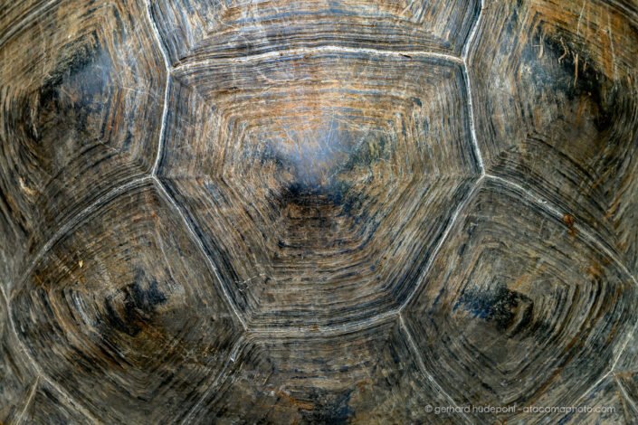 Detail of Giant Galapagos tortoise shell