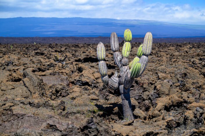 Candelabre cactus in a large lava field, Isabela Island
