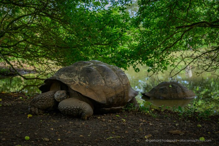 Giant tortoise (Chelonoidis niger), Galapagos