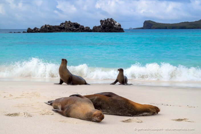 Galapagos Sea Lions on a beach at Española Island, Galapagos
