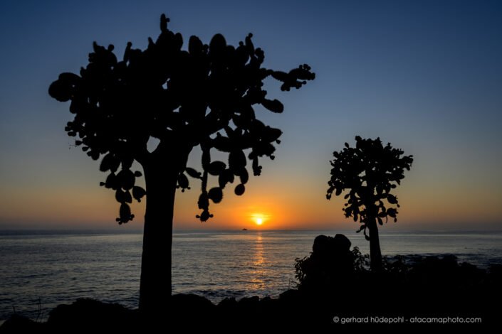 Opuntia galapageia cactus on Santa Fe Island at sunset