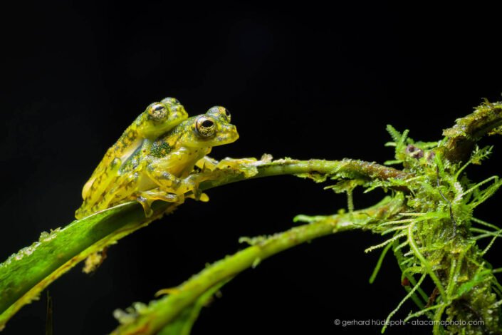 Mating Yellow-flecked Glassfrogs(Sachatamia albomaculata), Andean Choco forest, Ecuador