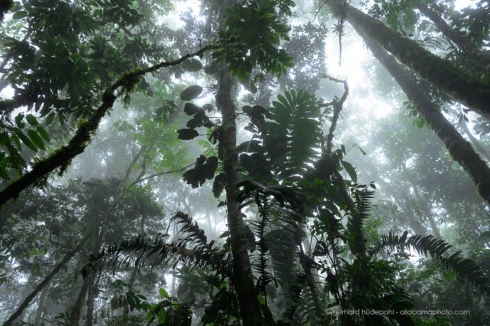Rainforest with morning fog at Sumaco, Ecuador
