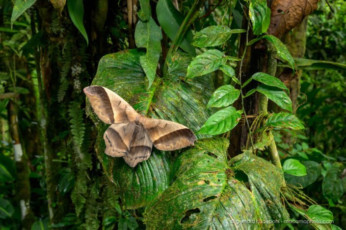Giant silk moth, cloud forest Ecuador