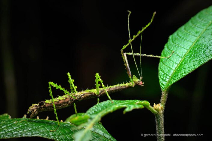 The surprising camouflage of a mossy stick insect (Spinopeplus senticosa), Sumaco Ecuador