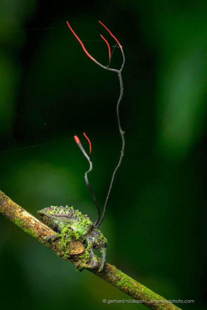 A weevil beetle attacked by Ophiocordyceps curculionum fungus, Sumaco Ecuador