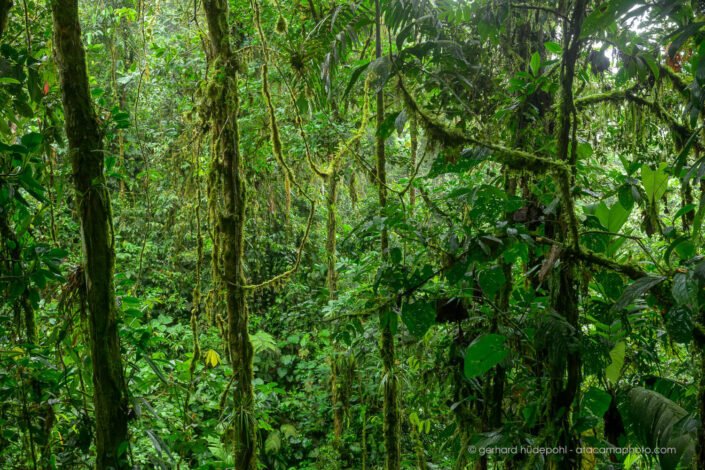 Dense rainforest at Sumaco, Ecuador