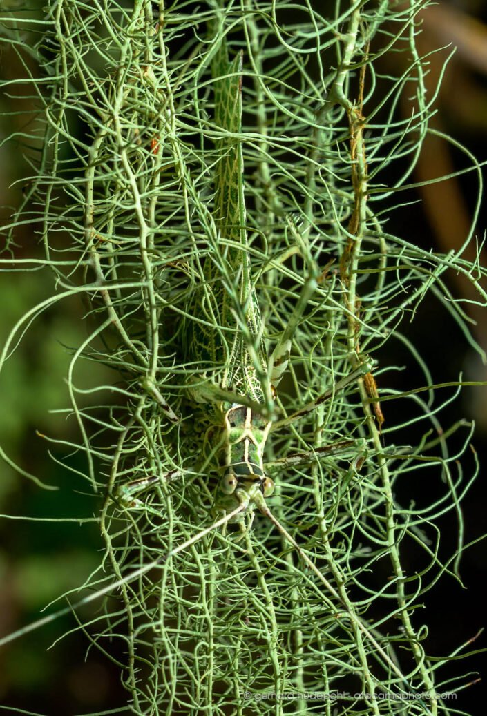 Can you spot it? Hidden in beard lichen, this lichen katydid (Machimoides sp.) is almost invisible.