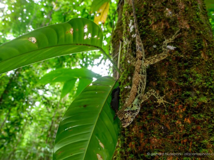 Pug-nosed Anole (Anolis capito), Osa Peninsula Costa Rica