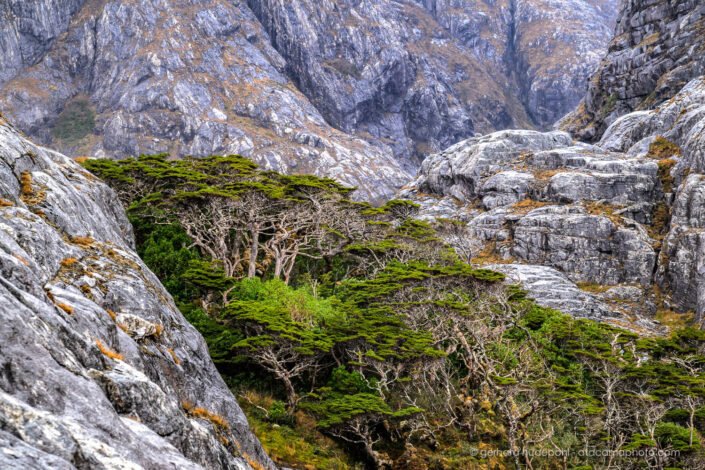 In very windy Patagonia the life of trees is tough
