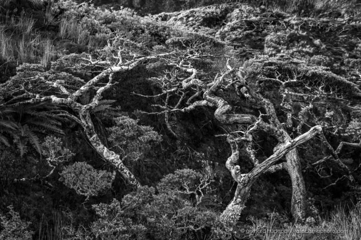 Patagonian wind swept forest, black and white