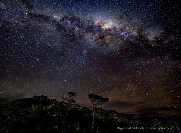 The Milky Way above Patagonian wind swept trees