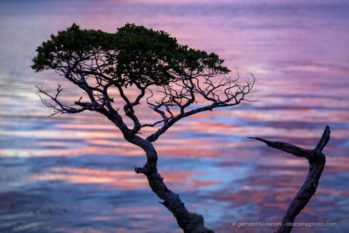 Southern beech silhouette in early morning light, Beagle Channel
