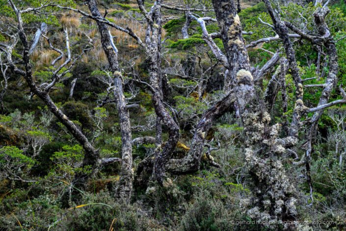 Dense Patagonian forest