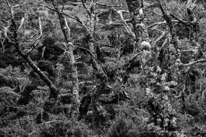 Dense Patagonian forest, black and white