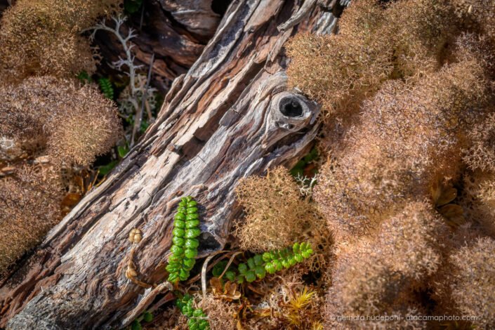 Cladonia pycnoclada lichen, Patagonia
