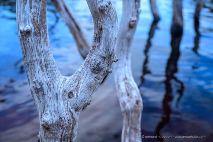 Dead trees in a forest flooded by beavers, Patagonia