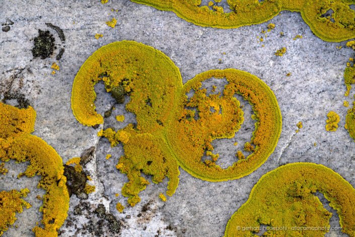 Circular lichens on a rock in Patagonia C