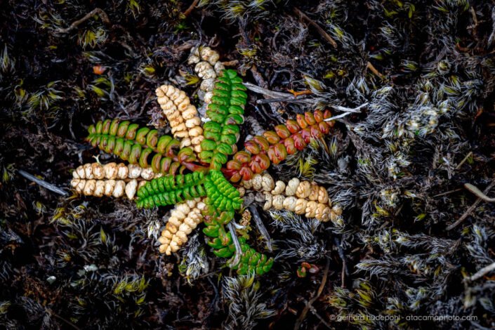 Little Hard Fern (Blechnum penna-marina)