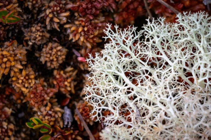 Gray Reindeer Lichen (Cladonia rangiferina)
