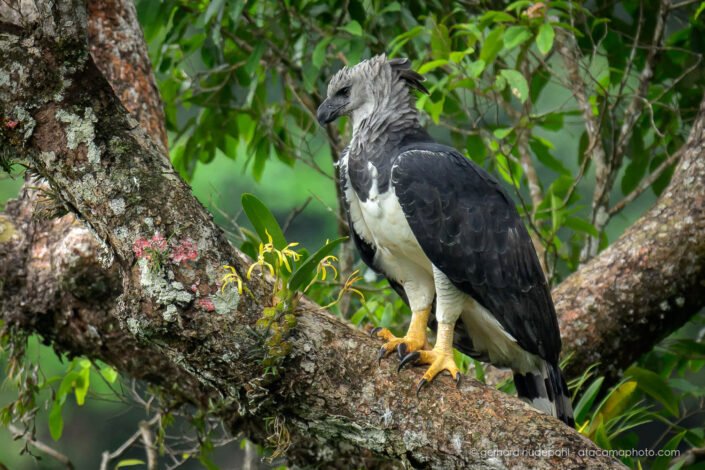 Harpy Eagle perched on a branch next to an orchid