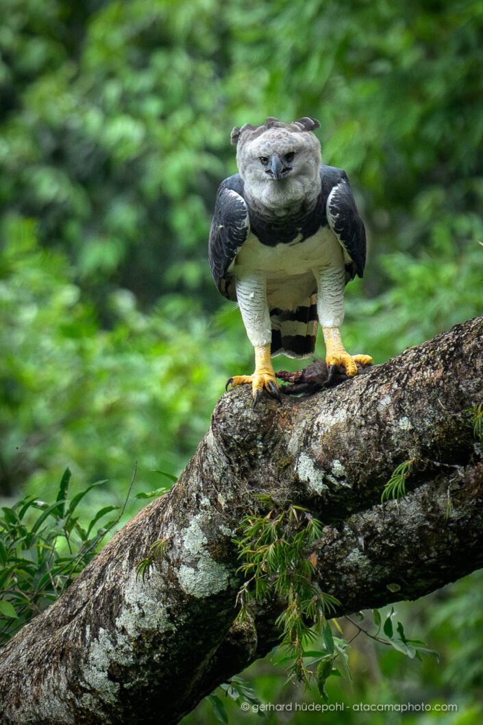Harpy Eagle (Harpia harpyja) perched in tree