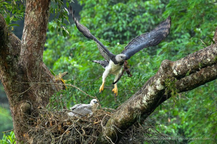 Harpy Eagle with prey at the nesting site, the giant talons clearly visible