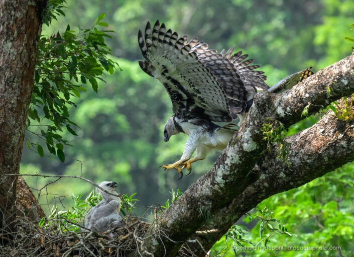 The female Harpy Eagle landing on the nest next to the chick, Colombia