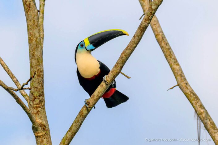 White-throated Toucan (Ramphastos tucanus)