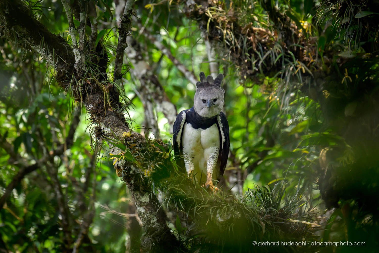 Male Harpy Eagle perched between bromeliads