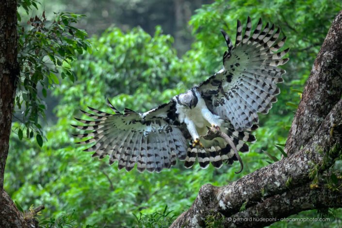 The mighty Harpy Eagle landing on a tree with prey