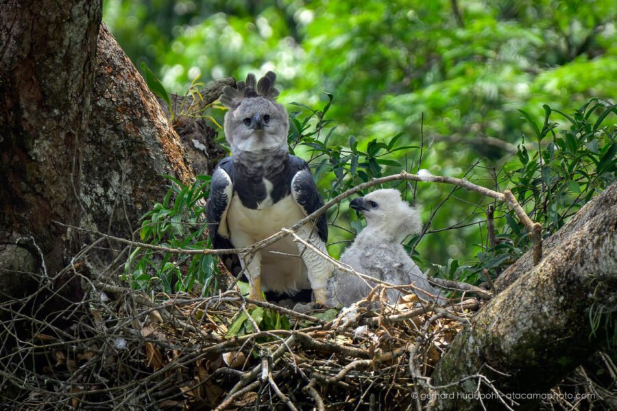 Harpy Eagle (Harpia harpyja) female and chick on the nest