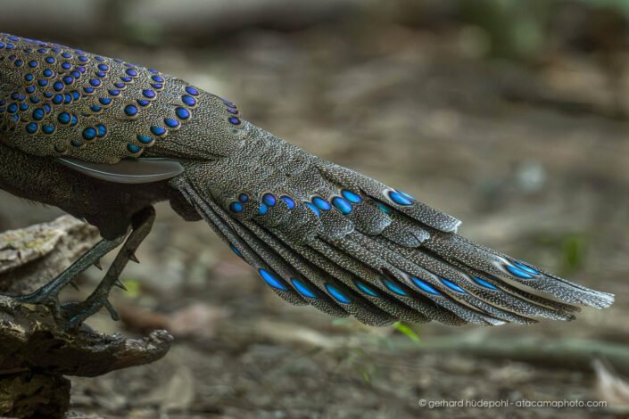e Germain's Peacock-Pheasant (Polyplectron germaini) is endemic to Vietnam