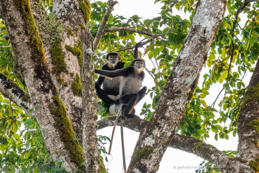 Critically endangered Black-shanked Douc Langur(Pygathrix nigripes), Cat Tien N.P. Vietnam