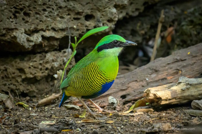 Bar-bellied Pitta (Hydrornis elliotii), Cat Tien N.P. Vietnam